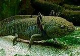 Axolotl Termasuk Kelompok Hewan