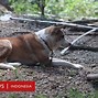 Beruang Menyerang Orang Berburu Anjing Laut Di Indonesia